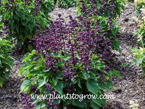 Salvia Lighthouse Purple (Salvia splendens)